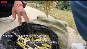 官方通报硫磺熏制鲜竹笋 依法严肃查处