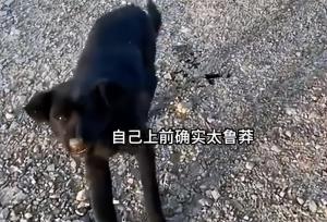被流浪狗咬伤女子已第一时间就医 医生提醒正确处理方式