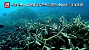 造礁珊瑚物种面临灭绝风险 海洋升温成头号威胁