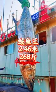 日照捕获260斤鲅鱼王 罕见大鱼引关注