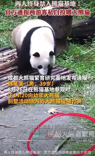 私自投喂大熊猫，2游客被终生禁入成都大熊猫基地