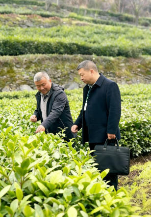 “圣水”吐翠 “红”韵飘香——邮储银行竹山县支行金融助力春茶生产
