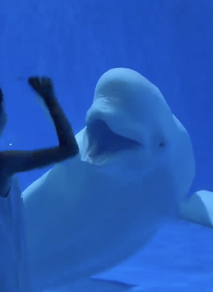 白鲸吓人前甚至和家长确认了眼神