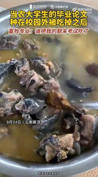 云南农大学学生毕业论文被鸡吃掉？视频发布者回应：系段子