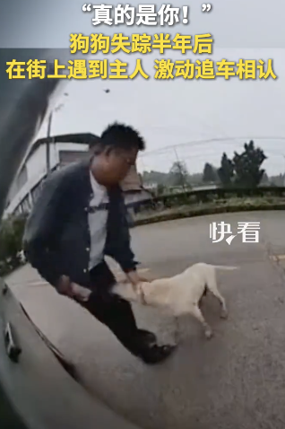 狗狗失蹤半年后遇到主人追車相認(rèn)