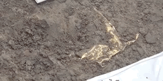 金箔片上都压着东西，考古专家小心翼翼地将其轮廓清理出来后，才发现这块金箔片体量最大。