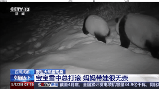 宝宝雪地撒欢打滚不起身 看，大熊猫带娃也无奈