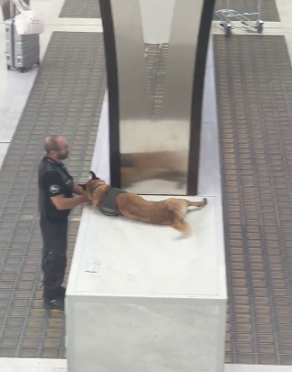 警犬上班摸鱼被教育了！