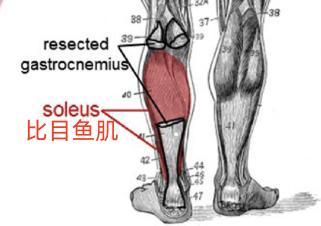 一个简单的小动作可明显降低餐后血糖 坐姿提踵有效控糖
