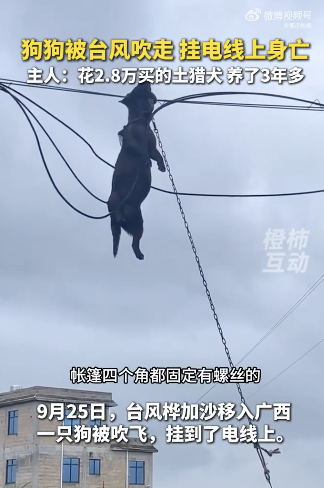 狗狗被台风吹走挂电线上身亡:目前已经埋葬!