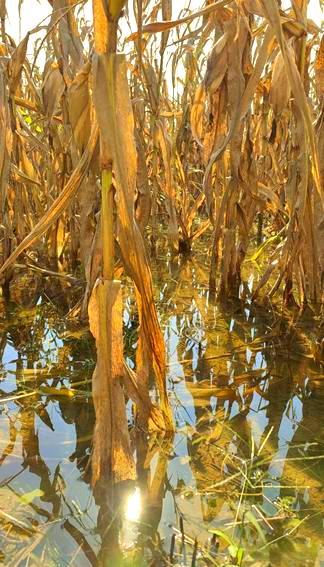 小麦播期推迟该如何应对 科学措施补晚播