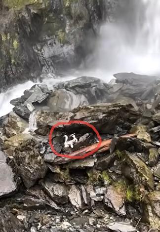 女子坠崖被送医 爱犬独守原地7天