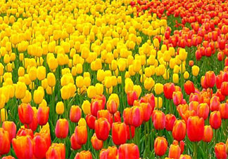 鲜花饼排行_云南鲜花饼相关新闻_图片_视频_网友讨论_头条_中华网