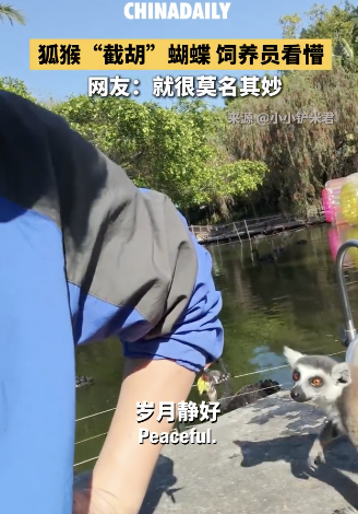 狐猴抓了饲养员身上的蝴蝶顺嘴吃掉了 外籍人员违规捕蝶被识破