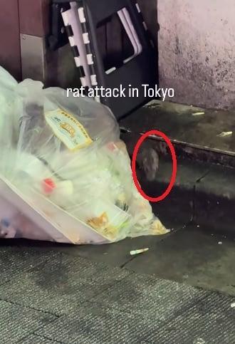 女游客日本街头被老鼠咬破头 东京街头老鼠“横行”