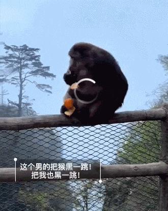 猴子坐崖边男子靠近猛推 网友谴责不妥行为