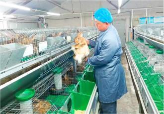 稳产能、提品质、创特色，青岛西海岸新区持续推动畜牧业提质升级