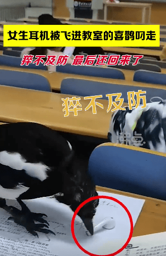 喜鹊飞进教室叼走女生耳机，还知道还回来