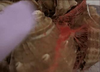 女子买来的寄居蟹壳一碰就亮 真裂虫引发的奇妙现象