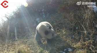 绵阳捕捉到野生大熊猫悠闲晒太阳 山野精灵尽显萌态