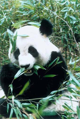 夫妻煽動網(wǎng)暴大熊貓專家 雙雙獲刑