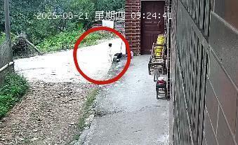 2岁女孩在距家1公里山林石缝中找到