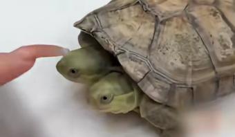 男子饲养“双头龟” 吃饭都像在吵架