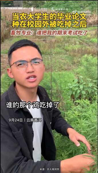 云南农大学学生毕业论文被鸡吃掉？视频发布者回应：系段子