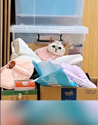 女子花两万救濒死流浪猫