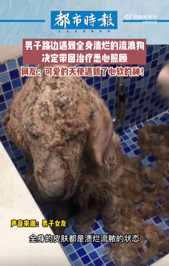 全身溃烂金毛被收养后变得爱撒娇