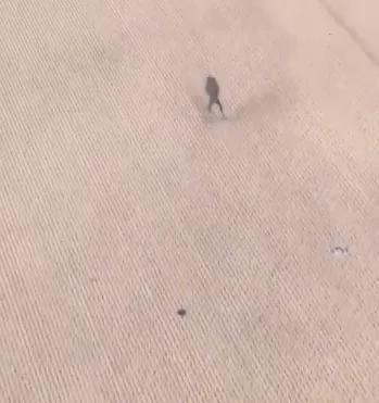 王曼昱差点被鸟屎砸中 赛场生物防控引关注