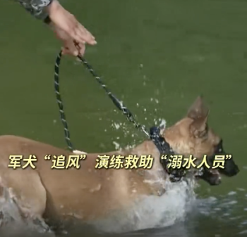 军犬没想到这把熟人局 扭头就往回游