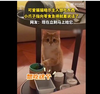小猫为吃的使出浑身解数