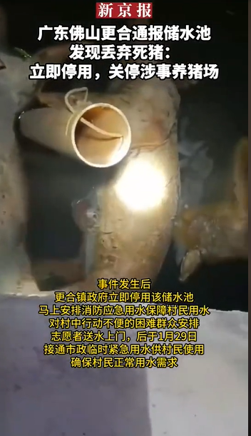 官方通报“储水池发现丢弃死猪”：立即停用，关停涉事养猪场