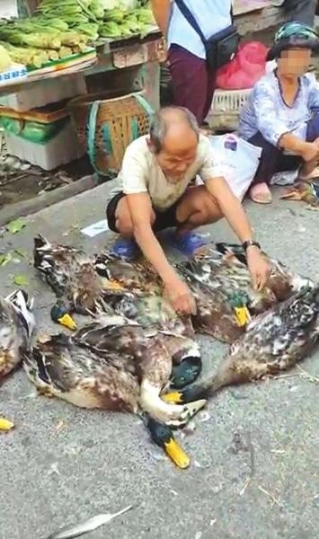 老人赶集卖的鸭被闷死 路人纷纷买下