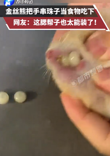 金絲熊把手串珠子當食物吃下 網(wǎng)友：這腮幫子也太能裝了,！