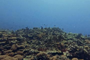 黄岩岛珊瑚礁生态调查 生态系统总体良好但面临威胁