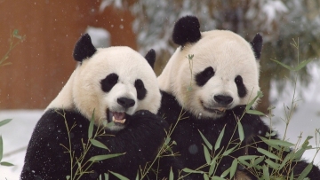 U.S. zoo extends giant panda research deal with Chinese partner