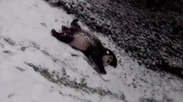Pandas play in the snow as winter storm blankets U.S. capital