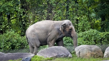 Appeals court upholds ruling over Bronx Zoo elephant