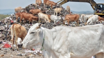 牛群在垃圾场觅食藏健康隐患 Indonesian cows feeding on garbage pose threat to human health