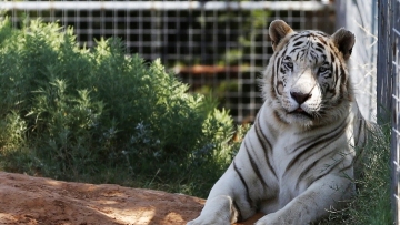 Feds seize 68 big cats from 'Tiger King Park' in Oklahoma