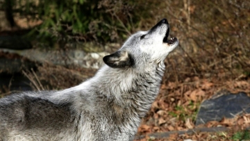 Howling into the void? U.S. wolf recovery endangered by Trump