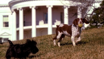 Pets are back: Biden's 2 dogs settle in at White House