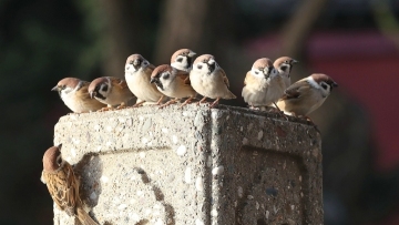 Sparrows sunbathe in winter in Beijing