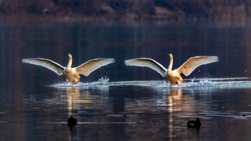 Bird ballet turns Chinese wetland into real swan lake