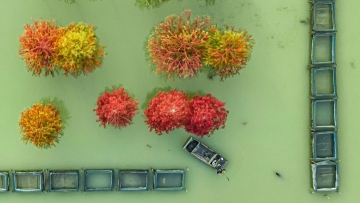 Crab farmers add color to eco-tourism paradise in Jiangsu