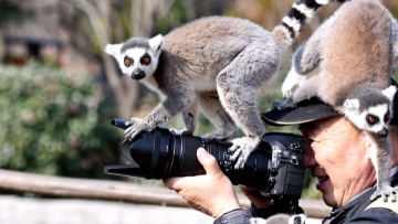 Ring-tailed lemurs enjoy sunshine in east China