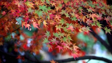 Maple leaves blush in east China