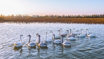 Bevy of baby swans alight at Hongze Lake in east China